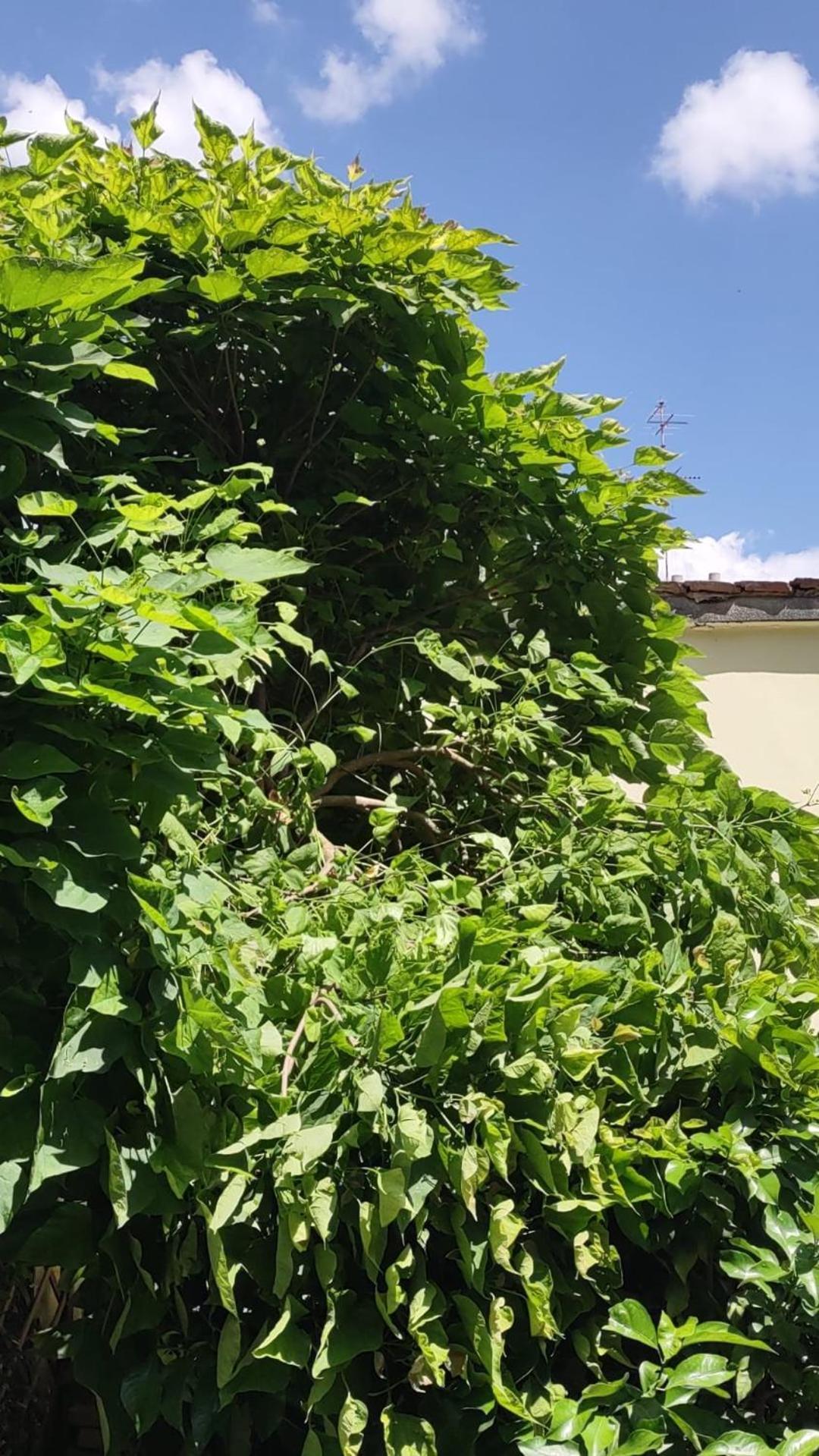 Movie Star Apartment With Garden Florence Buitenkant foto